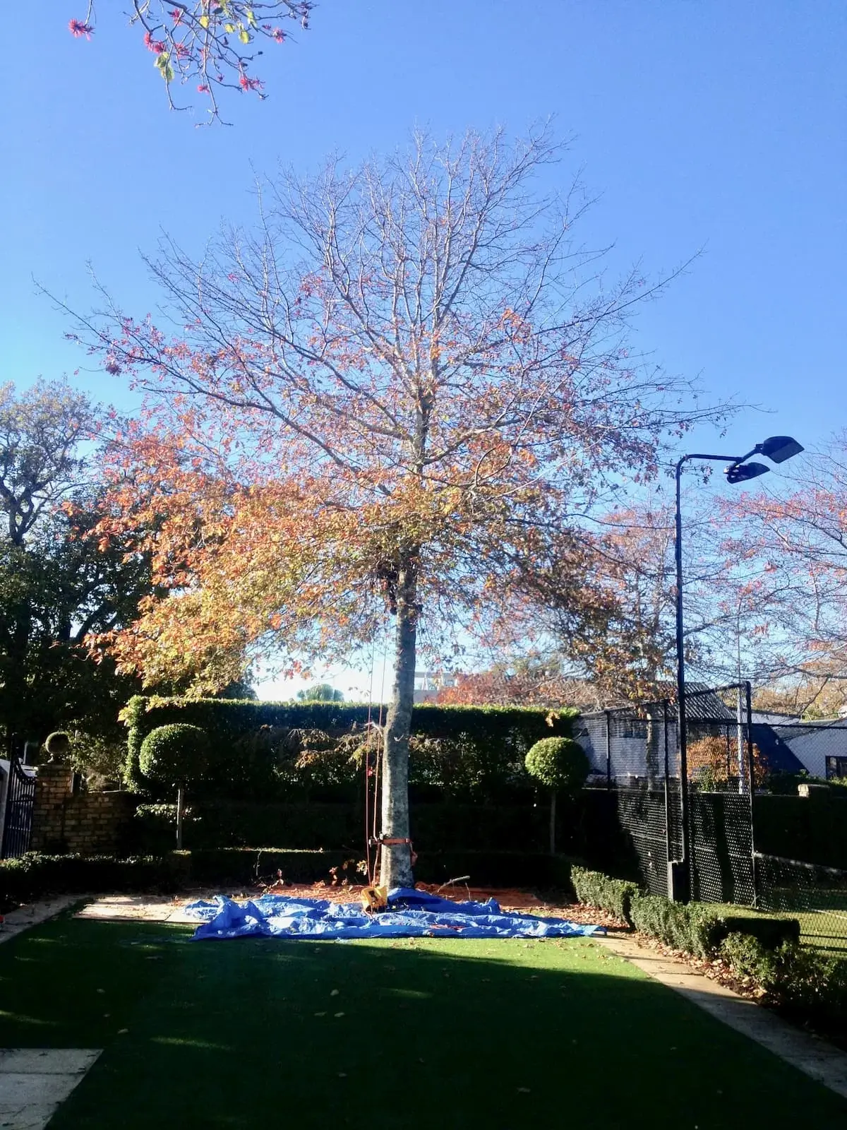 The same Auckland garden with a large tree before removal