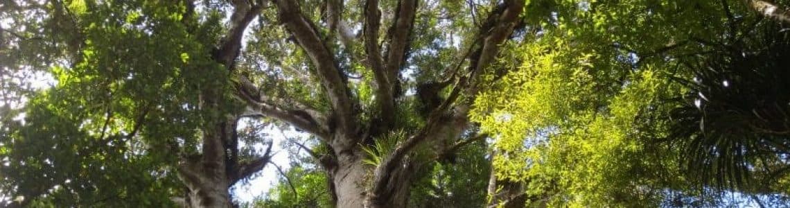 Kauri tree which has been put at risk by the spread of kauri dieback