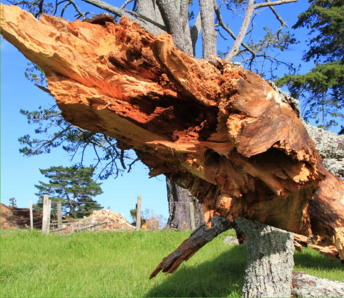 Image of a broken tree that needs to be removed from the site