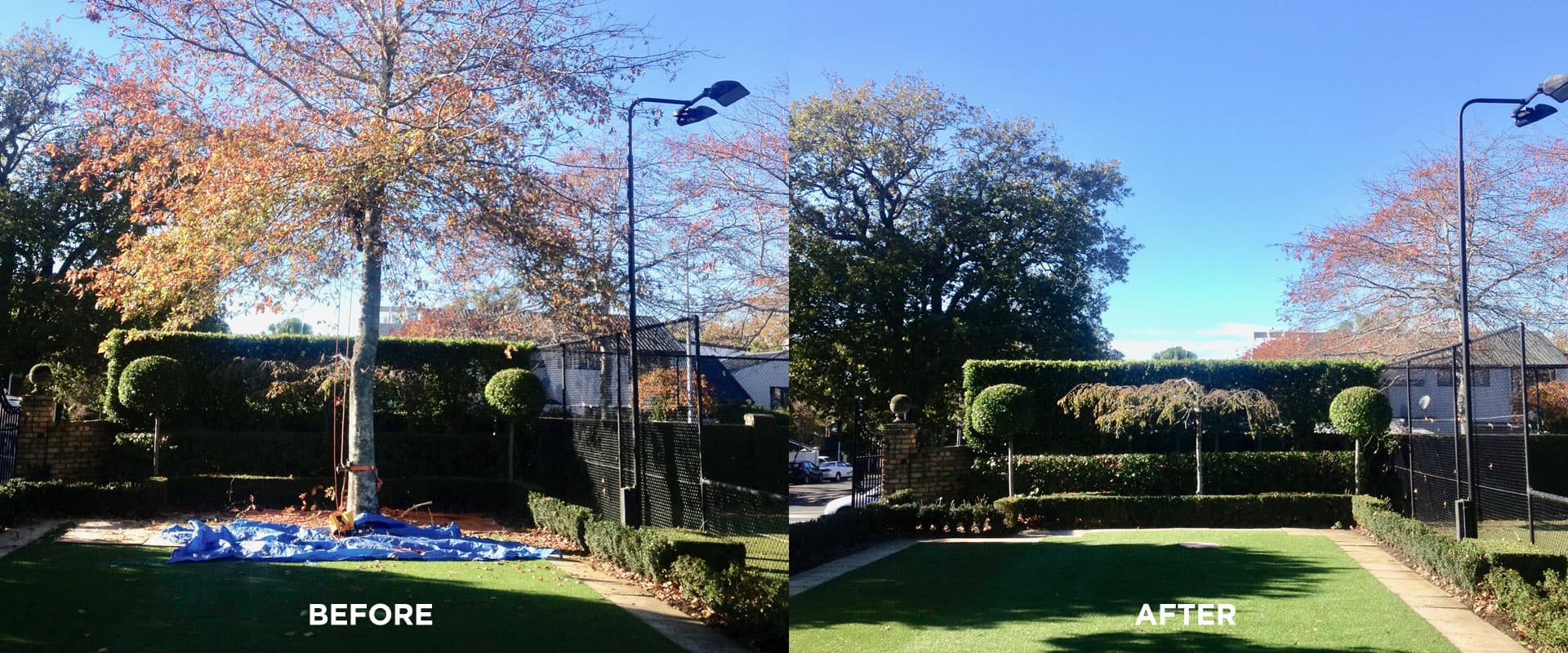 Tree Removal Services Before and After