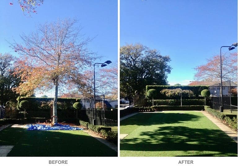 Tree Removal Services in Auckland Before and After by Heaven Contracting
