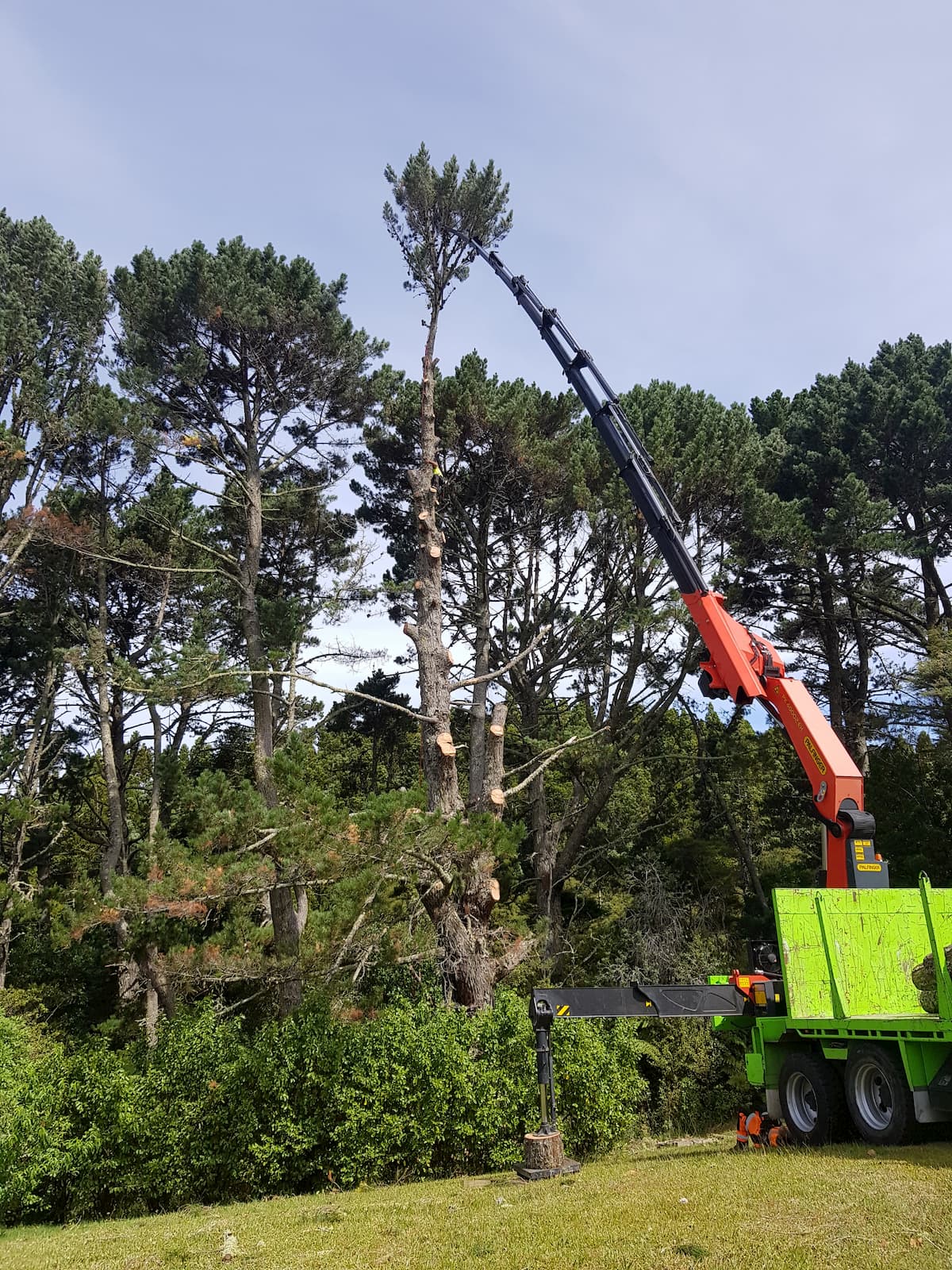 Large Pine Removal 2