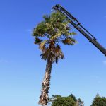 Palm Tree Removal by Heaven Contracting