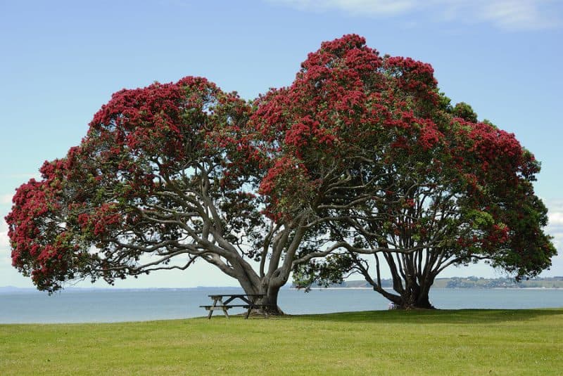 Pohutukawa Tree Beside an Auckland Beach