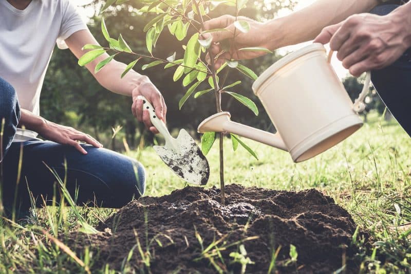 Sustainability Couple Planting Small Tree